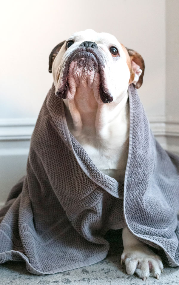 Dog grooming in progress