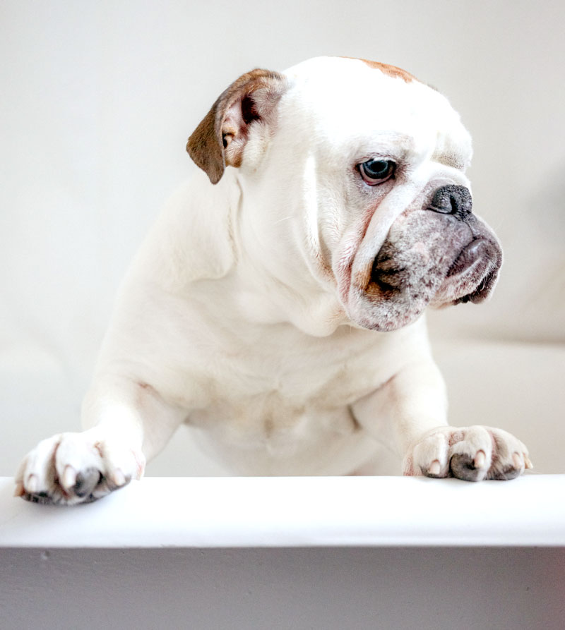 Professional dog grooming